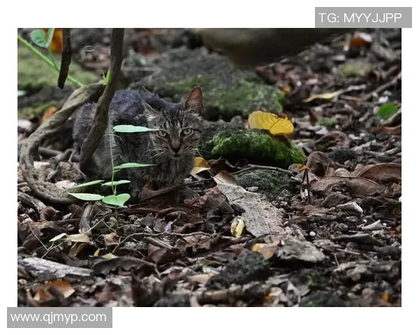 野猫绕后探秘城市角落的隐秘生活与生态平衡 野猫绕后探秘城市角落的隐秘生活与生态平衡
